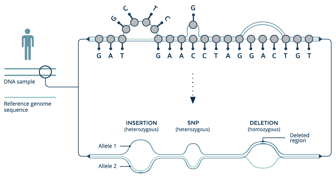 Genome Chart